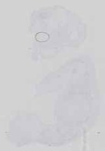 EMAGE:18598