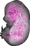 mouse atlas EMAGE spatial in situ gene expression database None