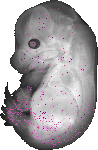 mouse atlas EMAGE spatial in situ gene expression database None