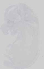 EMAGE:18708