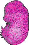 mouse atlas EMAGE spatial in situ gene expression database None