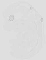 EMAGE:18795