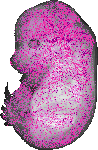mouse atlas EMAGE spatial in situ gene expression database None