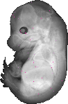 mouse atlas EMAGE spatial in situ gene expression database None