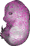 mouse atlas EMAGE spatial in situ gene expression database None
