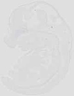 EMAGE:18944