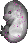 mouse atlas EMAGE spatial in situ gene expression database None