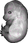mouse atlas EMAGE spatial in situ gene expression database None