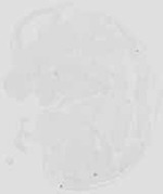 EMAGE:18966