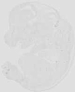 EMAGE:18966