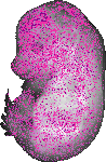 mouse atlas EMAGE spatial in situ gene expression database None