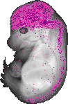 mouse atlas EMAGE spatial in situ gene expression database None