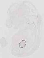 EMAGE:19002