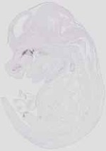 EMAGE:19031