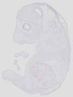 EMAGE:19033