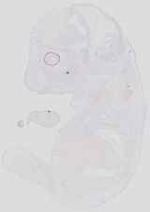 EMAGE:19036