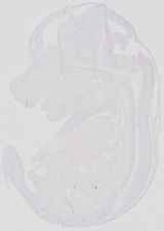 EMAGE:19042