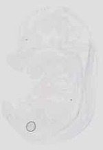 EMAGE:19043