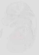 EMAGE:19043