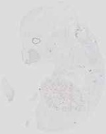 EMAGE:19047
