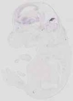 EMAGE:19052