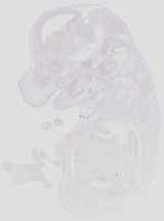 EMAGE:19055