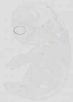 EMAGE:19061