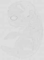 EMAGE:19061