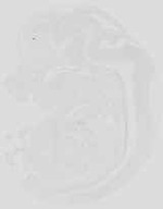 EMAGE:19061