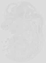 EMAGE:19061