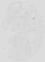 EMAGE:19061