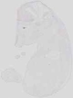 EMAGE:19064