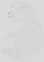 EMAGE:19064