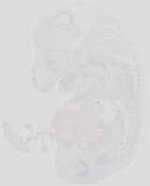 EMAGE:19073