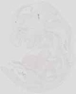 EMAGE:19073