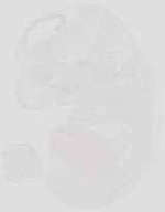 EMAGE:19073