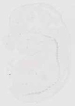EMAGE:19086