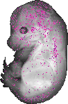 mouse atlas EMAGE spatial in situ gene expression database None