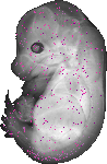 mouse atlas EMAGE spatial in situ gene expression database None