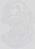 EMAGE:19091