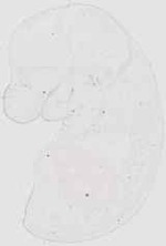 EMAGE:19126