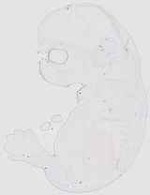 EMAGE:19126
