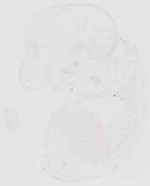 EMAGE:19159