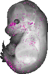 mouse atlas EMAGE spatial in situ gene expression database None
