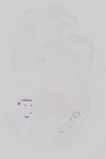 EMAGE:19212