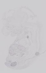 EMAGE:19228