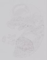 EMAGE:19228