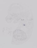 EMAGE:19228