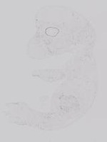EMAGE:19228