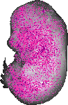mouse atlas EMAGE spatial in situ gene expression database None